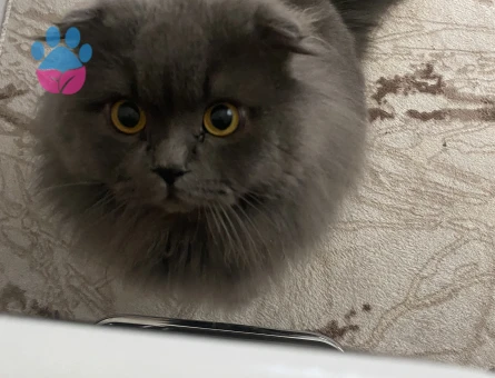Scotish longhair Kedim Kızgınlıkta