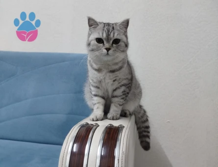 British Shorthair 1 Yaşında Kızım Eş Arıyor