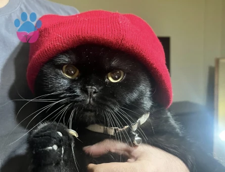 British Shorthair Oğlumuza eş arıyoruz