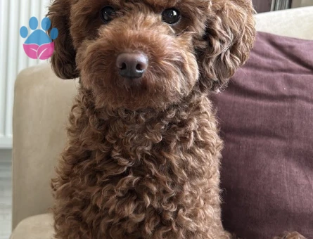 Toy poodle Kızgınlıkta  Eş Arıyor