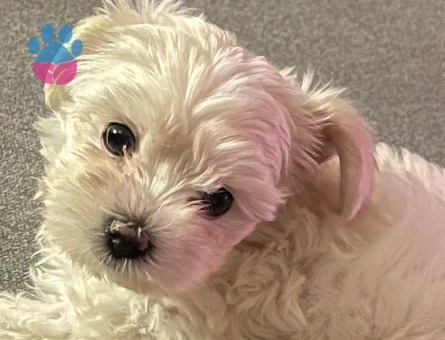 Maltese Terrier 1.5 yaş Erkek acil eş