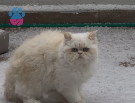 British Longhair Kızımıza eş Arıyoruz