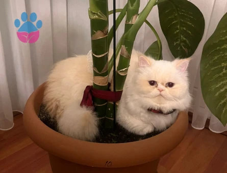 British Longhair Kızımıza eş Arıyoruz