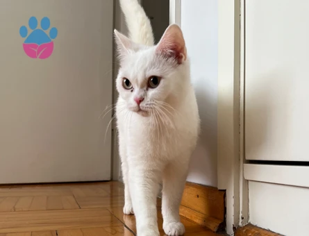 British Shorthair Kurabiye Eş Arıyor