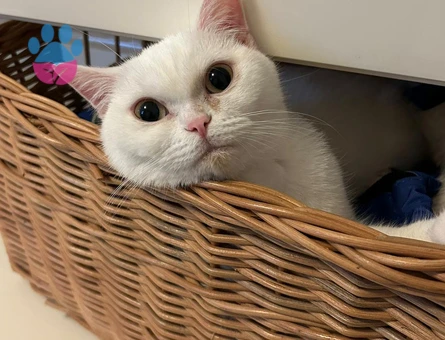 British Shorthair Kurabiye Eş Arıyor