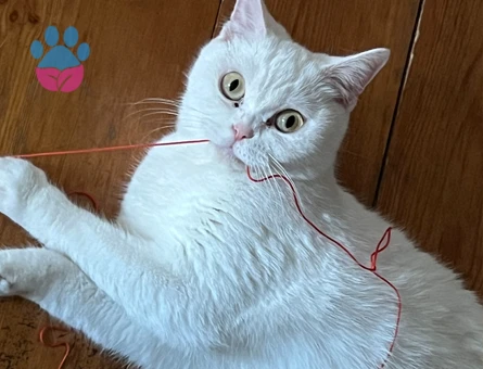 British Shorthair Kurabiye Eş Arıyor