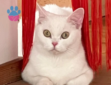 British Shorthair Kurabiye Eş Arıyor