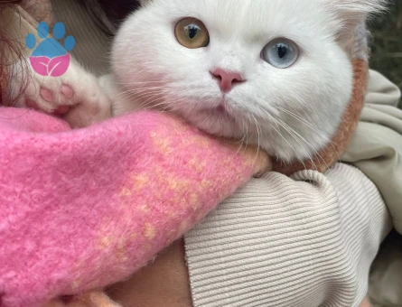 British Shorthair Yakışıklı Oğluma Eş Arıyorum