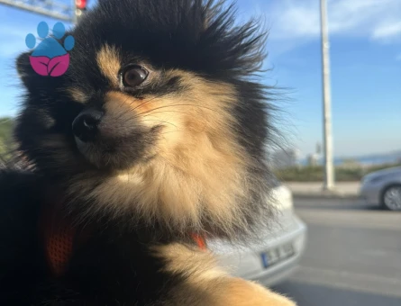 Pomeranian Cinsi Köpeğime Eş Arıyorum