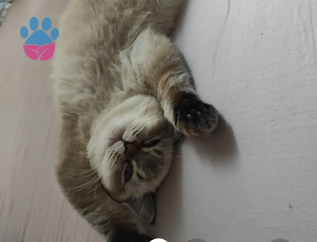 British Kızıma Acil eş arıyoruz