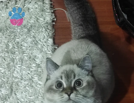 British Kızıma Acil eş arıyoruz