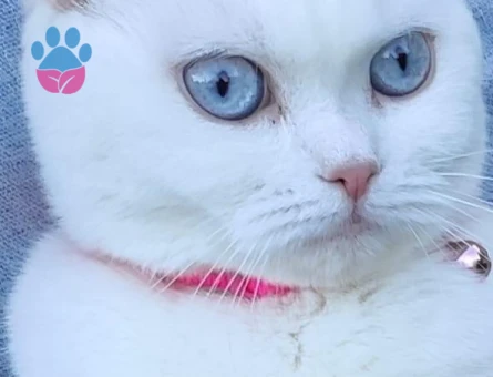 DÜZCE'DE PAMUK HANIMA EŞ ARIYORUZ