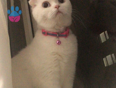 DÜZCE'DE PAMUK HANIMA EŞ ARIYORUZ