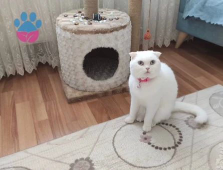 DÜZCE'DE PAMUK HANIMA EŞ ARIYORUZ