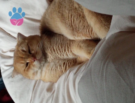 Scottish golden cinsi oğluma eş ariyoorum