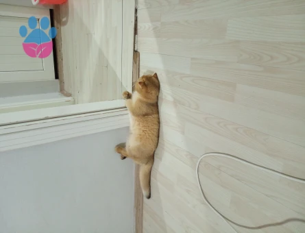 Scottish golden cinsi oğluma eş ariyoorum