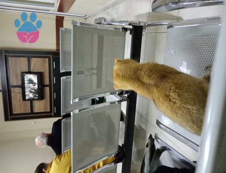 Scottish golden cinsi oğluma eş ariyoorum