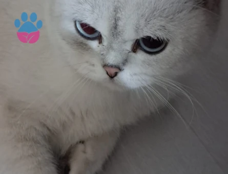 Kızımıza eş ariyoruz