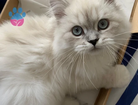 Luca'ya Chinchilla eş arıyoruz