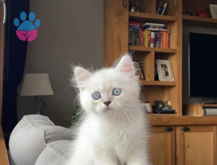 Luca'ya Chinchilla eş arıyoruz