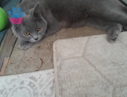 Brtish shorthair dişi kedime eş