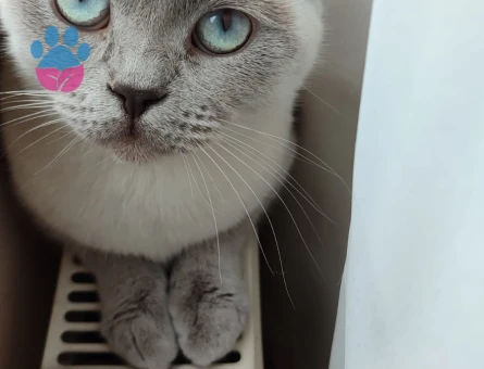 DİŞİ KEDİM EŞ ARIYORUM