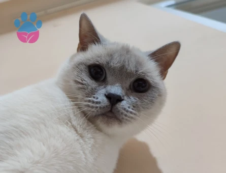 DİŞİ KEDİM EŞ ARIYORUM