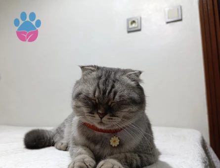 Scottish Fold Güzel kızım acil eş arıyor