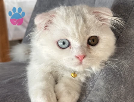 Scottish Fold Beyaz Longhair 9 Aylık