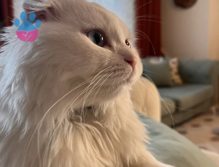 Scottish Fold Beyaz Longhair 9 Aylık