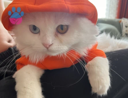 Scottish Fold Beyaz Longhair 9 Aylık