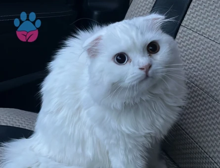 Scottish Fold Beyaz Longhair 9 Aylık