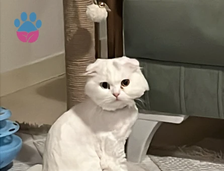 Scottish Fold Beyaz Longhair 9 Aylık