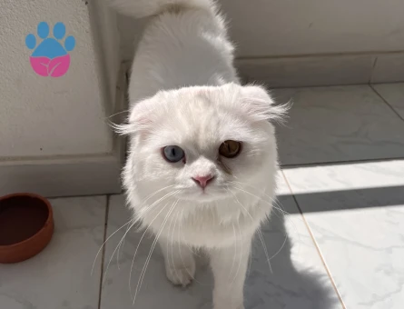 Scottish Fold Beyaz Longhair 9 Aylık