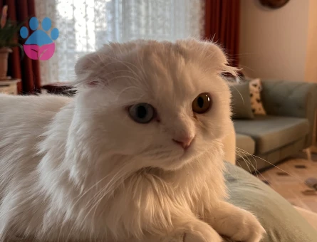 Scottish Fold Beyaz Longhair 9 Aylık