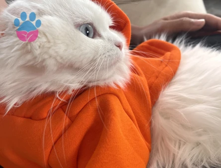 Scottish Fold Beyaz Longhair 9 Aylık