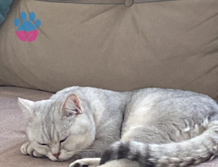 British Felixime Eş Arıyorum