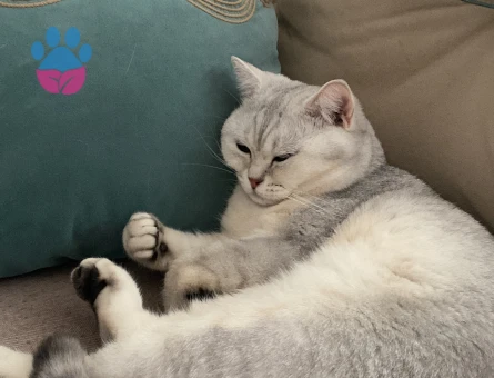 British Felixime Eş Arıyorum