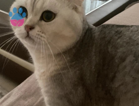 British Felixime Eş Arıyorum