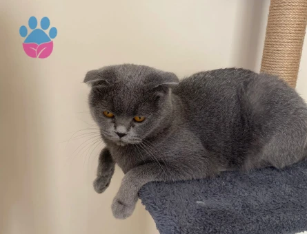 Scottish Fold Kızıma sağlıklı bir eş arıyorum