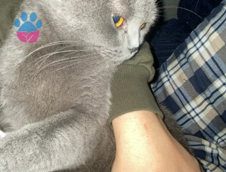 Scottish Fold Kızıma sağlıklı bir eş arıyorum