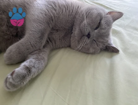 British Shorthair Oğluşuma eş arıyorum