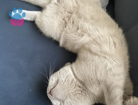 British Shorthair Oğluşuma eş arıyorum