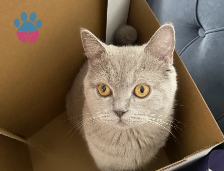 British Shorthair Oğluşuma eş arıyorum