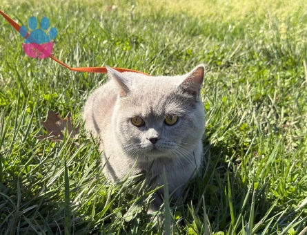 British Shorthair Oğluşuma eş arıyorum