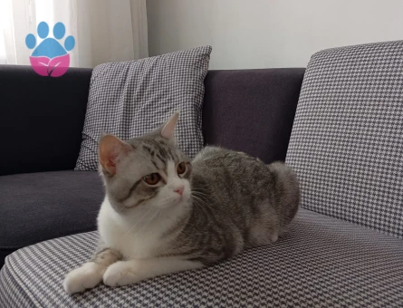 British Shorthair Yakışıklı eşini arıyor
