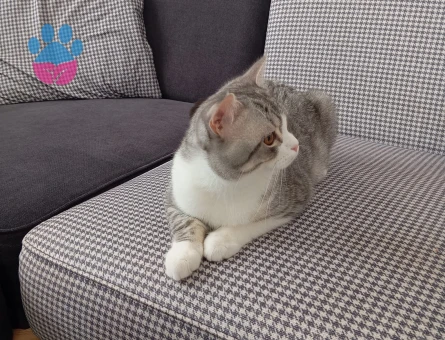 British Shorthair Yakışıklı eşini arıyor