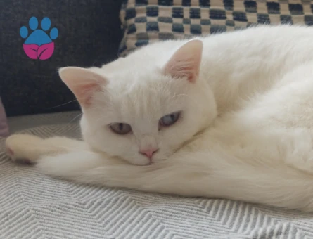 British Shorthair 2 Yaşında Kızımız Eş Arıyor