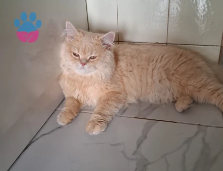 British Longhair Kedime Acil Eş Aranıyor