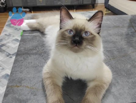 Ragdoll Oğlumuza Eş Arıyoruz